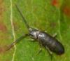 Tomocerus minor